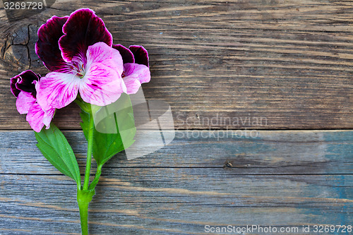 Image of geranium flower on a background of aged board