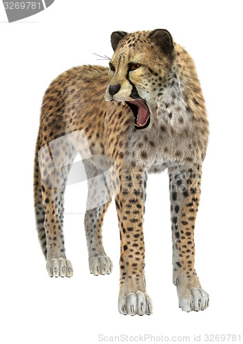 Image of Cheetah