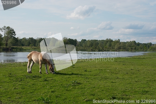 Image of Horse on meadow