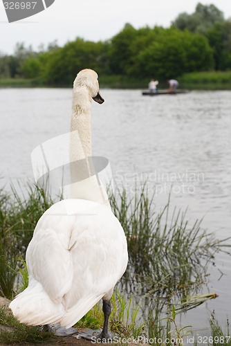 Image of White swan and boat
