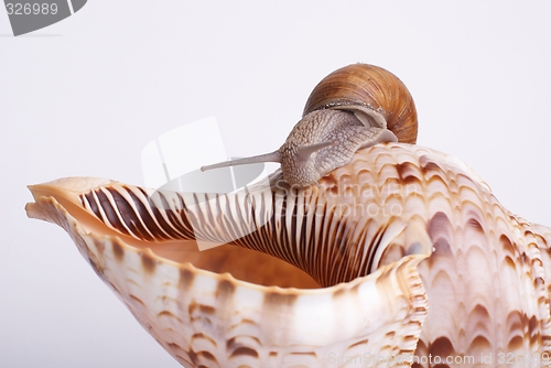 Image of Snail