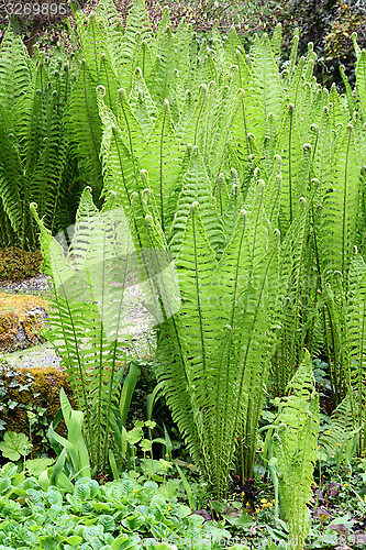 Image of Shuttlecock Ferns.
