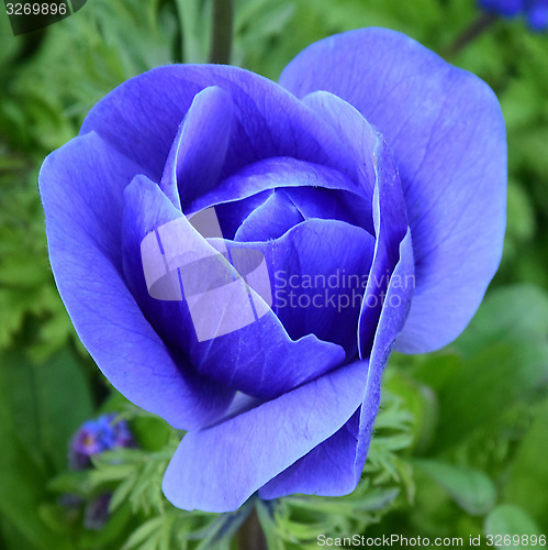 Image of Blue Anenome.