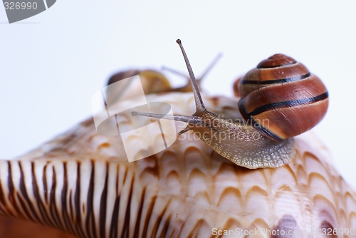 Image of Snail