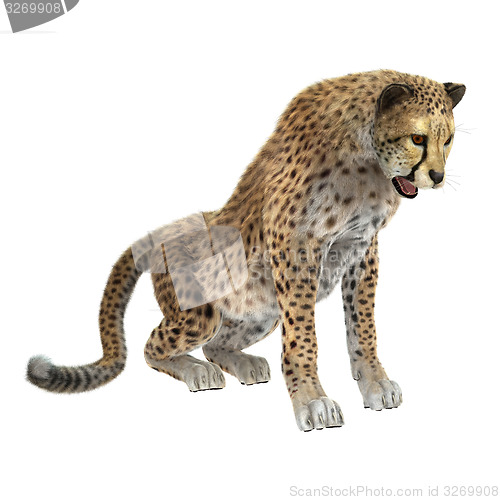 Image of Cheetah