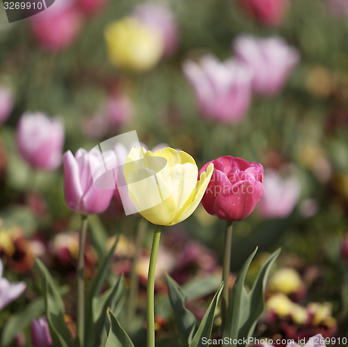 Image of Tullips