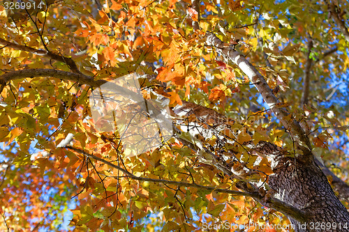 Image of utumnal Park. Autumn Trees and Leaves