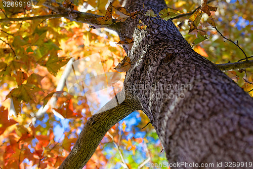 Image of utumnal Park. Autumn Trees and Leaves
