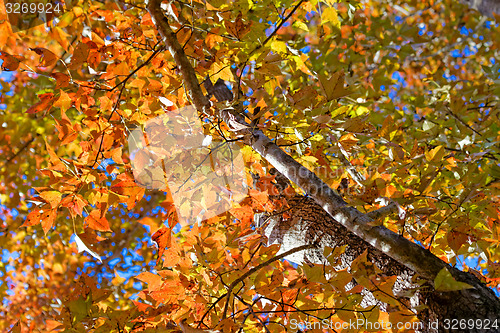 Image of utumnal Park. Autumn Trees and Leaves