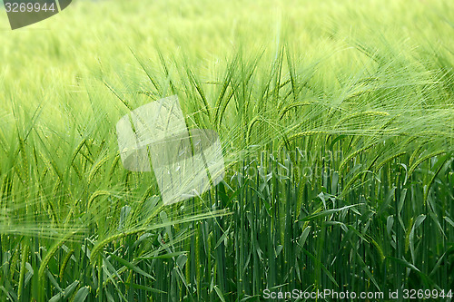 Image of Wheat crop in summer with a wafting breeze.