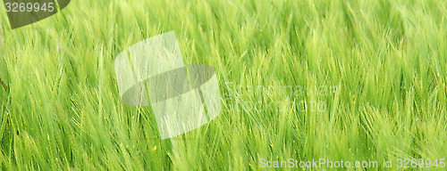 Image of Wheat in the breeze.