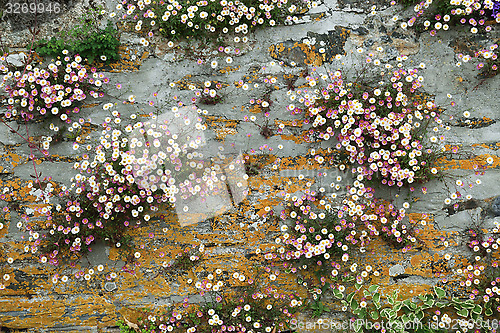 Image of Wall and Daisies.