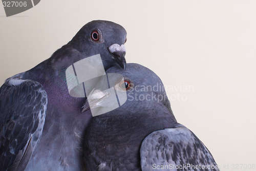 Image of Two pigeons