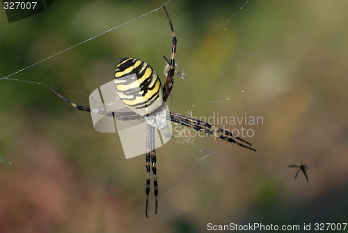 Image of Wasp spider  female