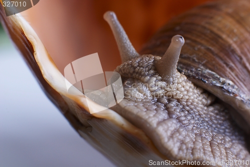 Image of Snail
