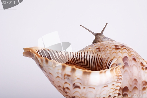 Image of Snail