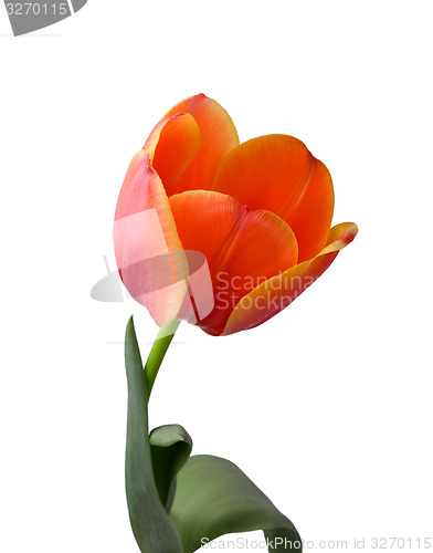 Image of Red tulip
