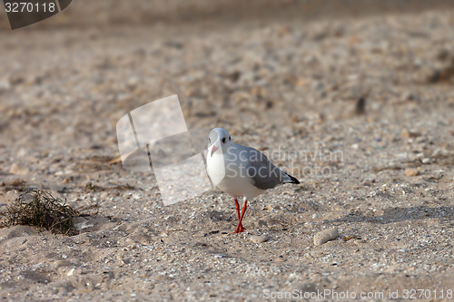 Image of Seagull walking on sand