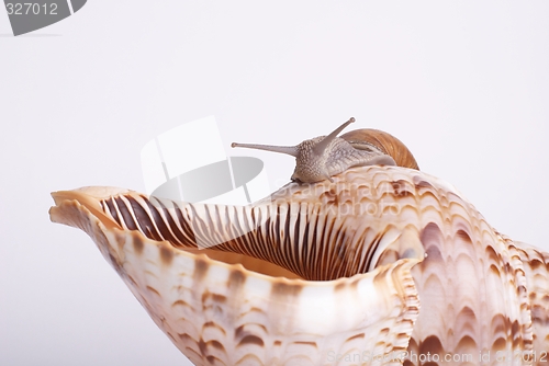 Image of Snail