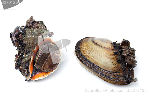 Image of Veined rapa whelk and river mussels (anodonta)