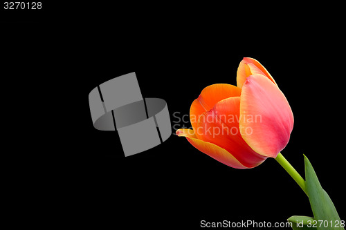 Image of Tulip isolated on black background