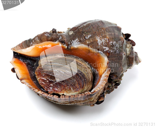 Image of Veined rapa whelk on white background