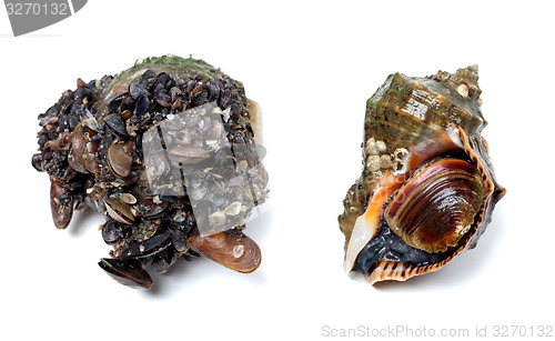 Image of Veined rapa whelk covered with small mussels