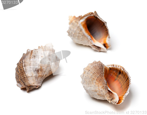 Image of Three shells from rapana on white background