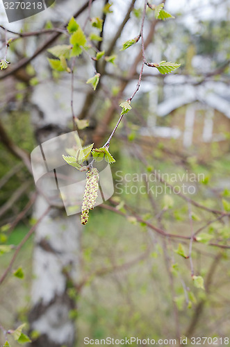 Image of Birch pollen