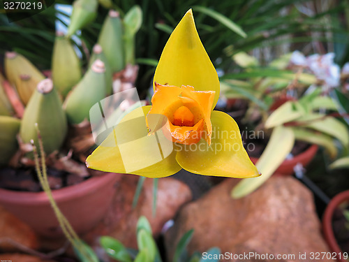 Image of Orchid Lycaste Ciliata