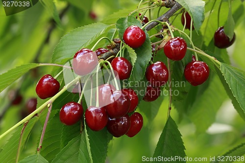 Image of Cherry Branch