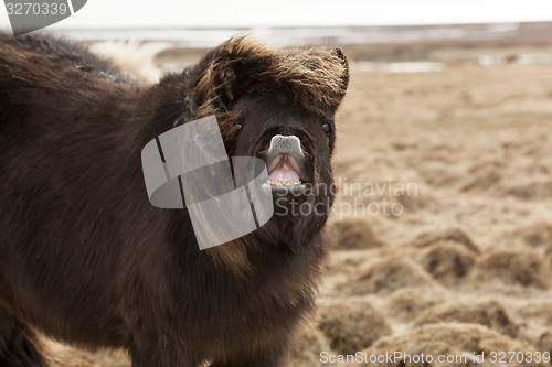 Image of Laughing Icelandic pony on a meadow