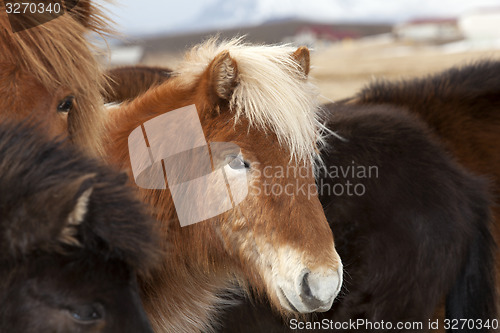 Image of Icelandic horse in a herd