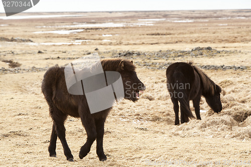 Image of Laughing Icelandic pony on a meadow