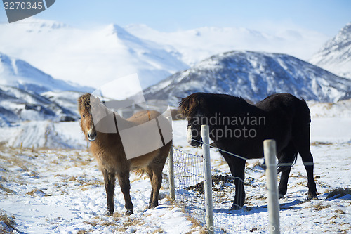 Image of Two Icelandic horses on a meadow in winter