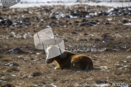 Image of Laid brown Icelandic horse on a meadow in spring