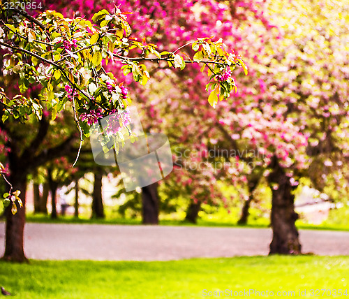 Image of Blooming trees