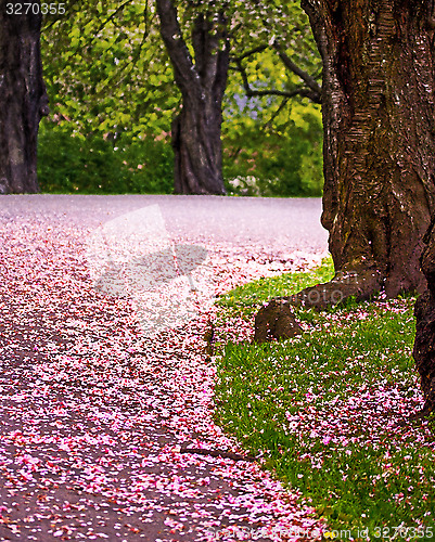 Image of Pink path