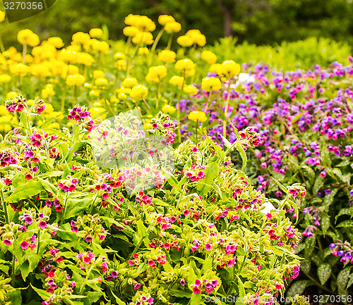 Image of flowers