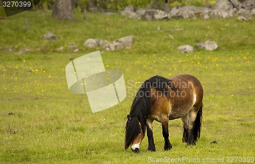 Image of grazing horse