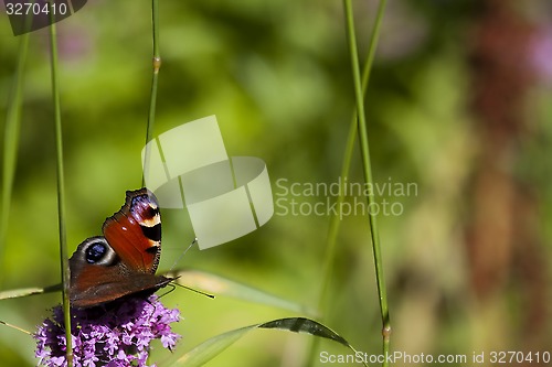 Image of peacock butterfly