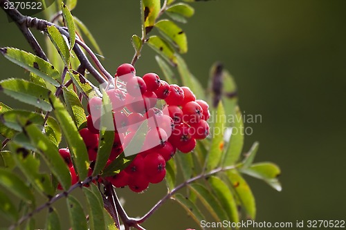 Image of rowanberries