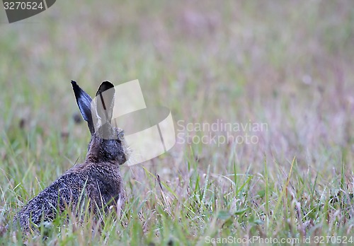 Image of brown hare
