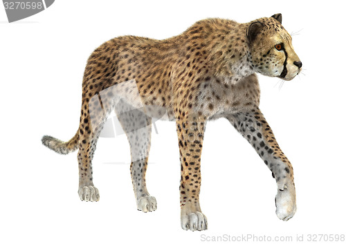 Image of Cheetah