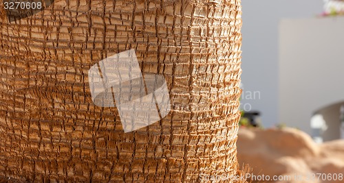 Image of Palm tree background texture 