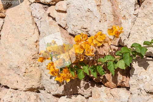 Image of yellow bougainvillea, Sharm el Sheikh, Egypt.