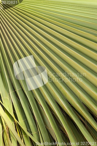 Image of Green palm leaf texture 