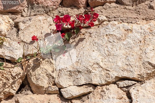 Image of Red bougainvillea, Sharm el Sheikh, Egypt.