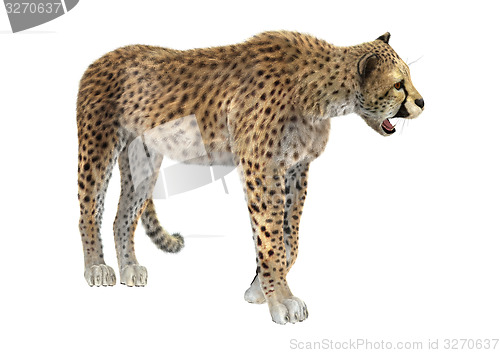 Image of Cheetah