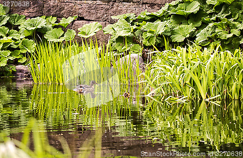 Image of Duck and duckling in a pond